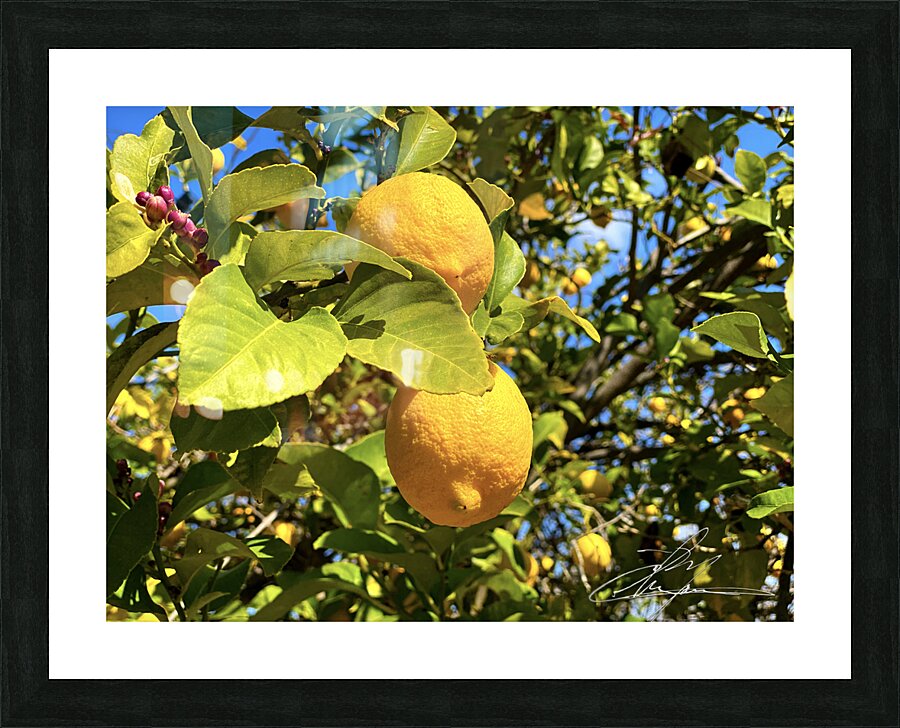 Lovely Lemons  Picture Frame print