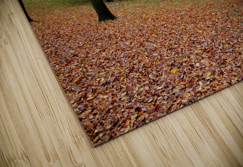 Fall On Display 2 b Chris Mann puzzle