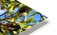 Lovely Lemons  HD Metal print