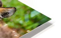 Forest Tiger HD Metal print