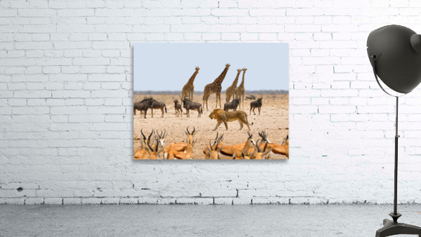 In The Wild Wall Preview