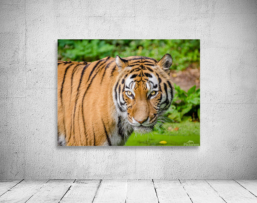 Forest Tiger Wall Preview