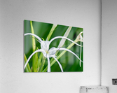 20200625184528 Acrylic Print
