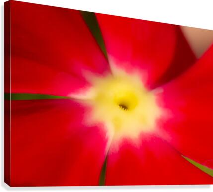 20200625181835 Canvas Print