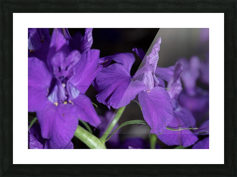 20200216173645 Picture Frame print
