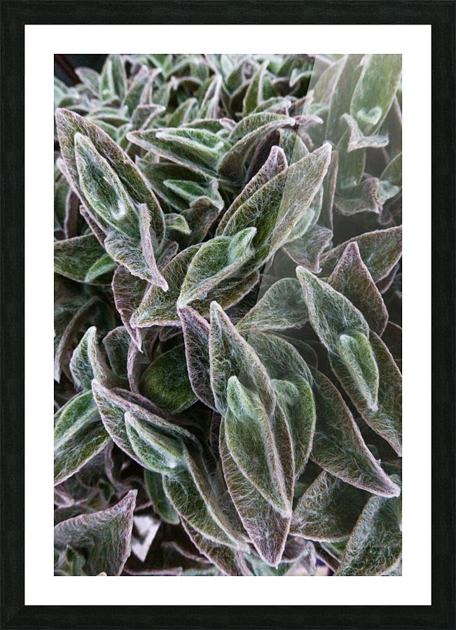 20190107014054 Picture Frame print