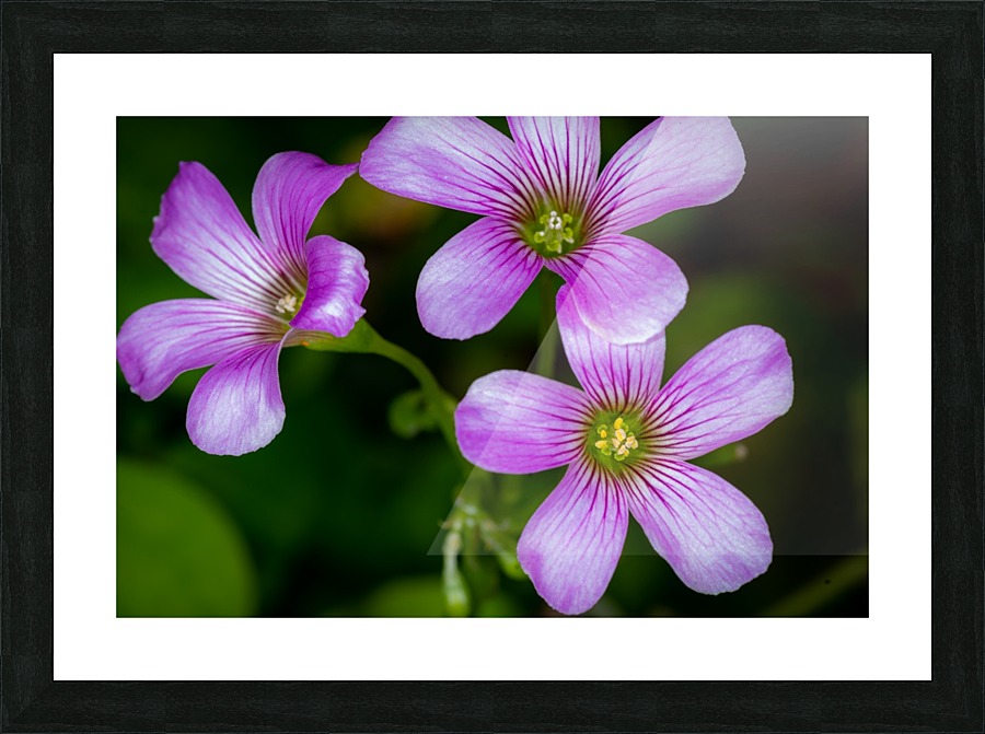 20200216133826 Picture Frame print