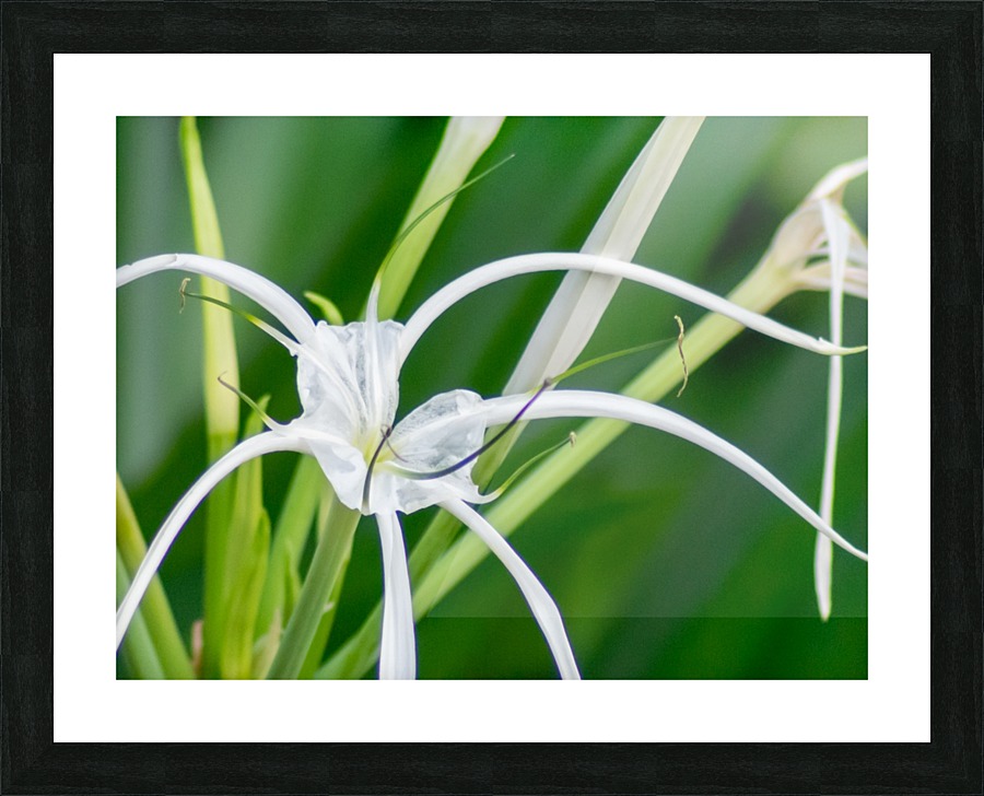 20200625184528 Picture Frame print
