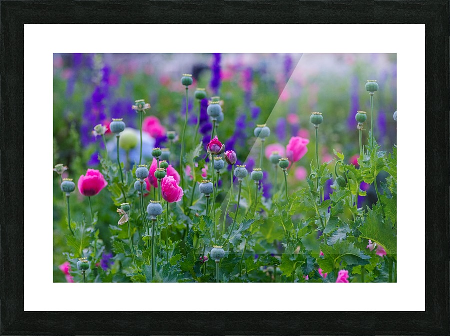 20200329175005 Picture Frame print
