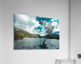 Lone tree Acrylic Print