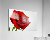 Love Acrylic Print