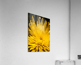 Yellow bliss Acrylic Print