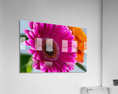 Purple Bliss Acrylic Print