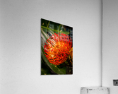 Strange life form Acrylic Print