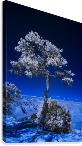 Tree of life 3 Canvas Print