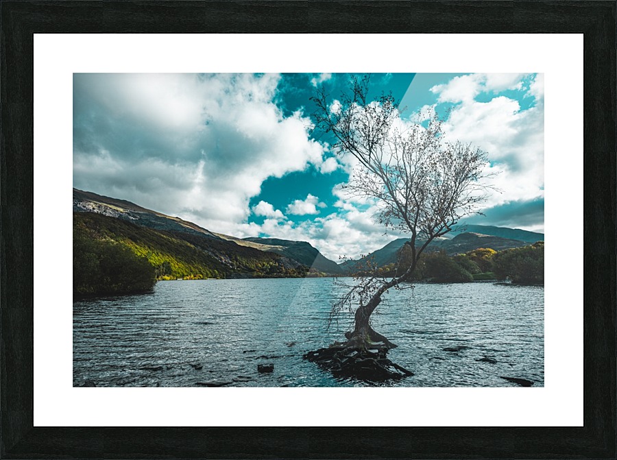 Lone tree Picture Frame print