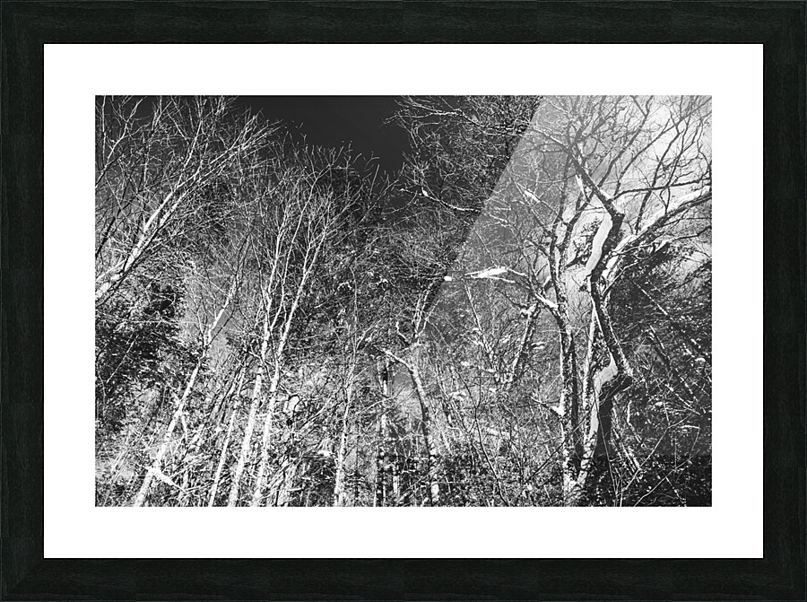 Dead trees Picture Frame print