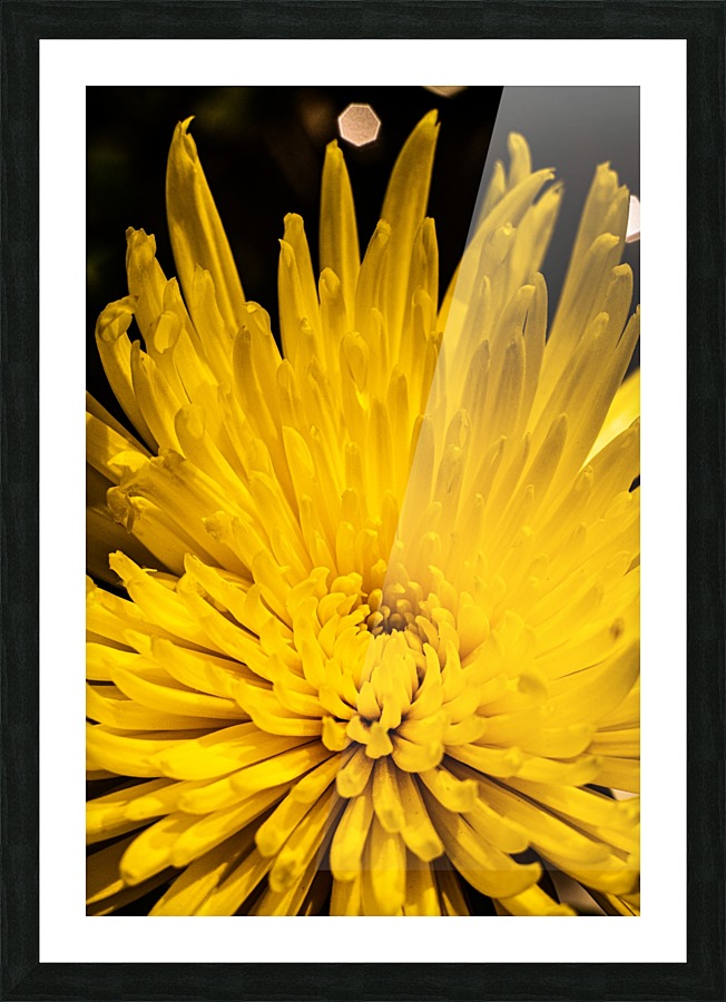 Yellow bliss Picture Frame print