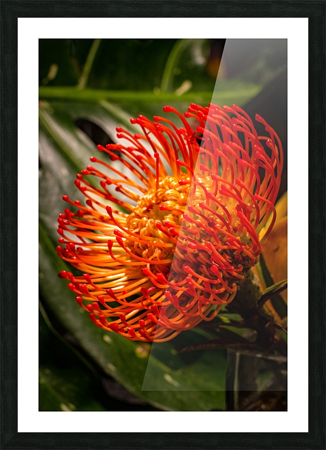 Strange life form Picture Frame print