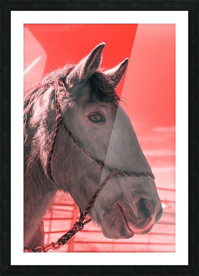 Gus Picture Frame print
