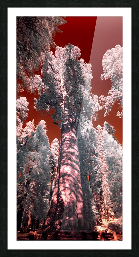 Sherman Picture Frame print