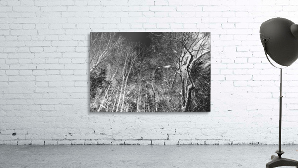 Dead trees Wall Preview