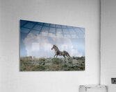 Freedom in the Clouds Acrylic Print