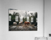 Desert Travelers Acrylic Print