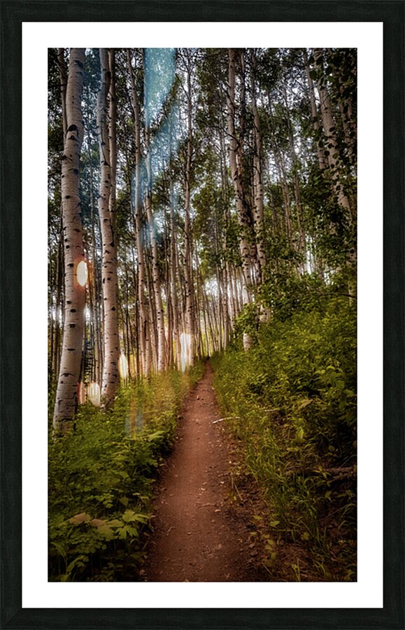 Into the Aspens Picture Frame print