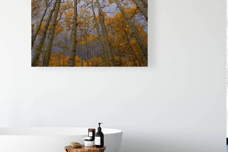 Golden Canopy Reproduction