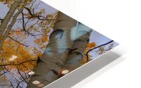 Golden Canopy HD Metal print