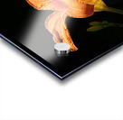 IMG 0846 sq upscayl 4x ultrasharp 4x Acrylic print