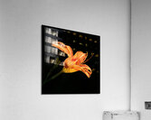 IMG 0846 sq upscayl 4x ultrasharp 4x Acrylic Print