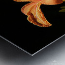 IMG 0846 sq upscayl 4x ultrasharp 4x Metal print