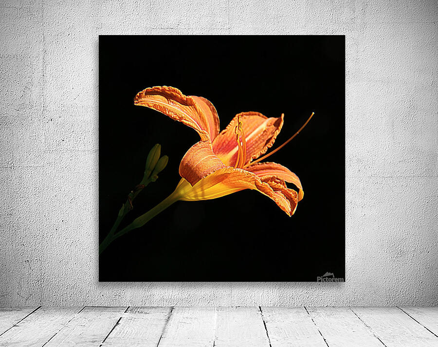 IMG 0846 sq upscayl 4x ultrasharp 4x Wall Preview