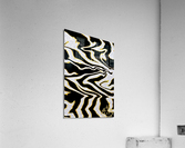 Zebra Acrylic Print