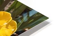 IMG 2623 HD Metal print