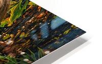 IMG 2882 HD Metal print