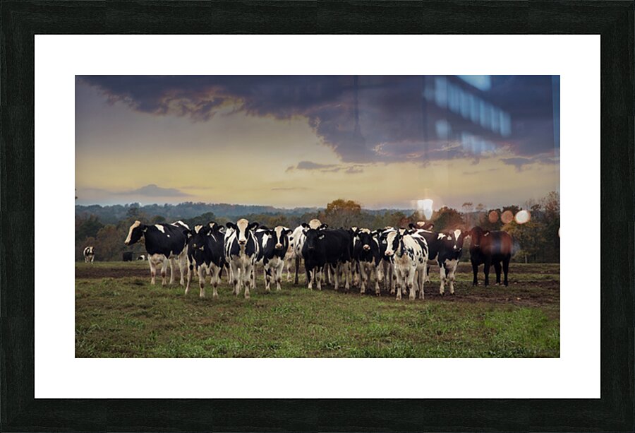 Cows in the field Picture Frame print