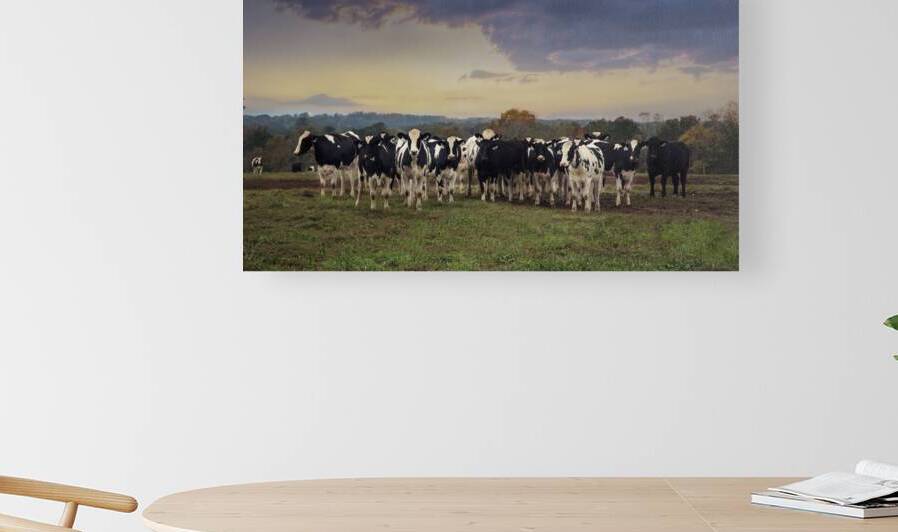 Cows in the field by Christie Ferrell