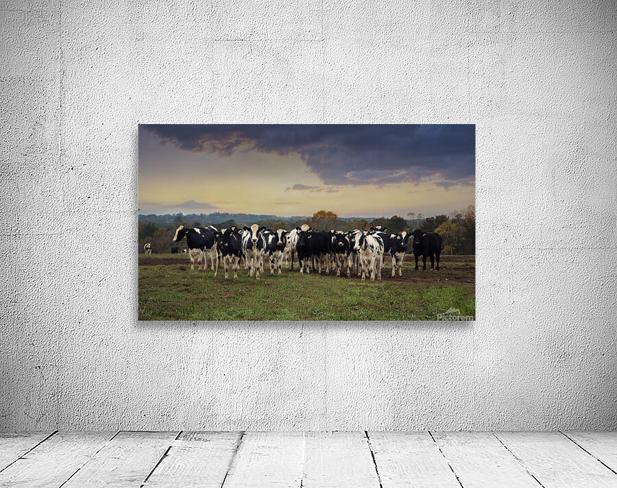 Cows in the field Wall Preview