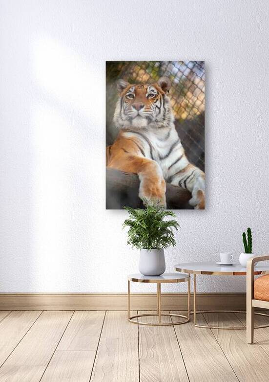 Serene Bengal Tiger at Santiago Zoo by Cristian Recabarren