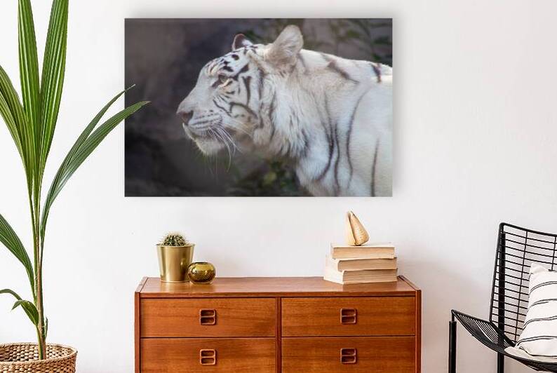 Majestic Serenity: White Tiger of Santiago by Cristian Recabarren