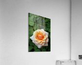 Pretty as a Rose Acrylic Print