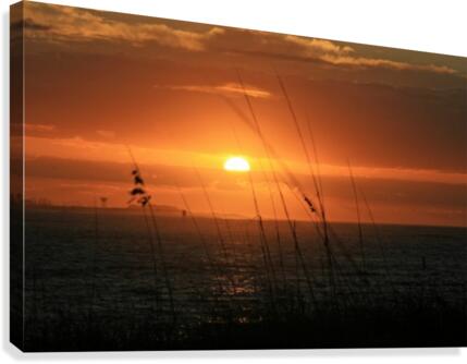 Sea Grass Sunset Canvas Print