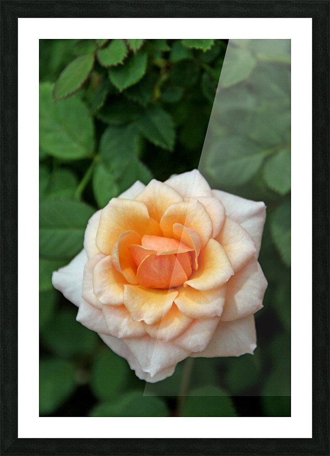 Pretty as a Rose Picture Frame print