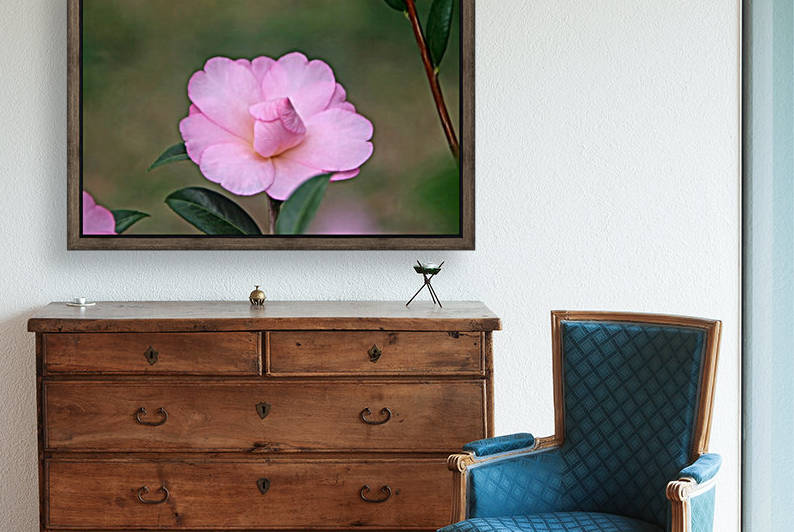 Pink Camellia by Deb Colombo