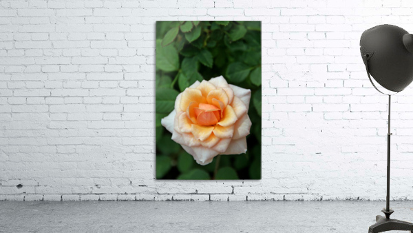 Pretty as a Rose Wall Preview