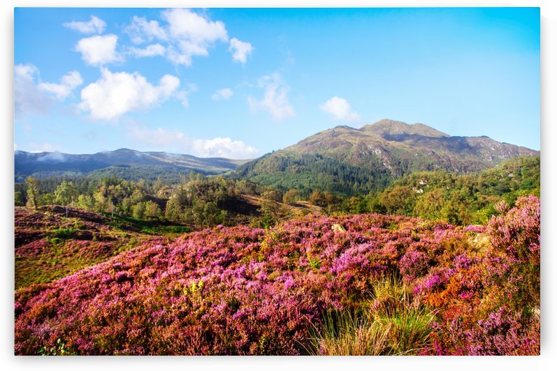 Vivid Glimpses Of Autumn In Trossachs by Jenny Rainbow