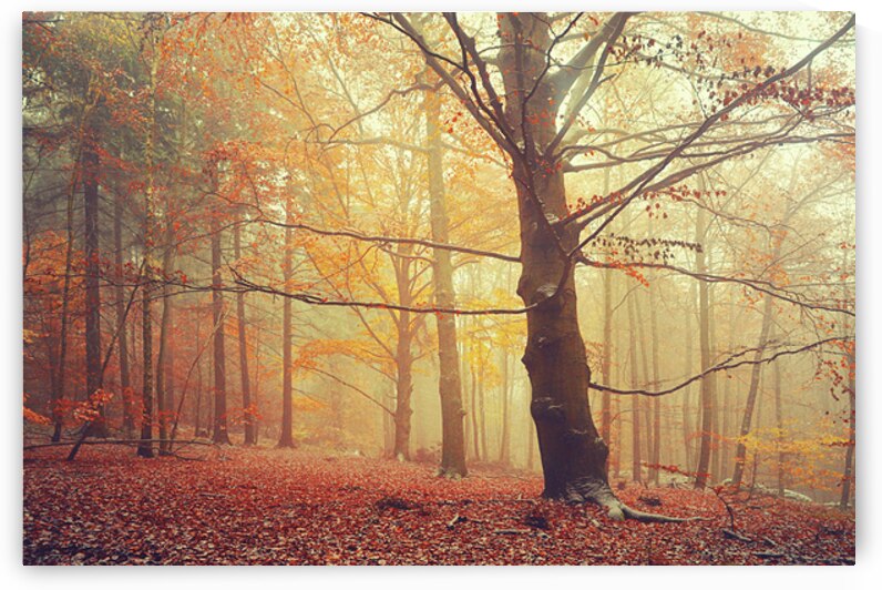 Autumn Dreams of Oak Tree by Jenny Rainbow